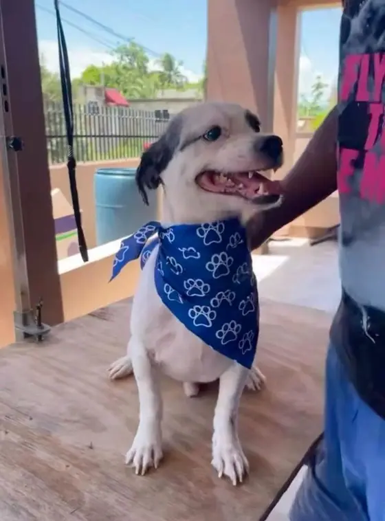 The same dog after his full groom: short neat coat and a blue paw-print bandana