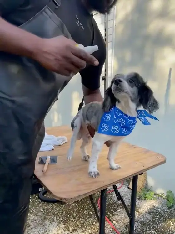 A freshly trimmed dog in a blue paw-print bandana looking up at the groomer on an outdoor grooming table