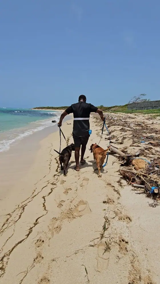 The trainer walking two dogs on leads along a beach, seen from behind