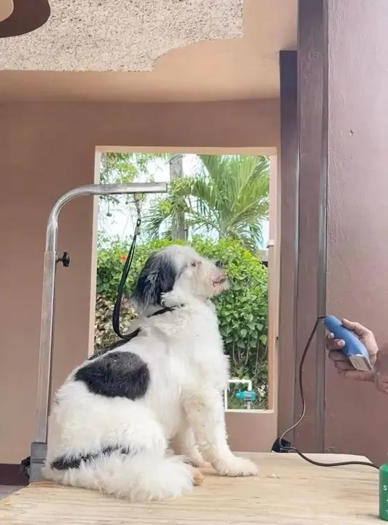 The same dog before his groom: long fluffy black-and-white coat, sitting on the grooming table