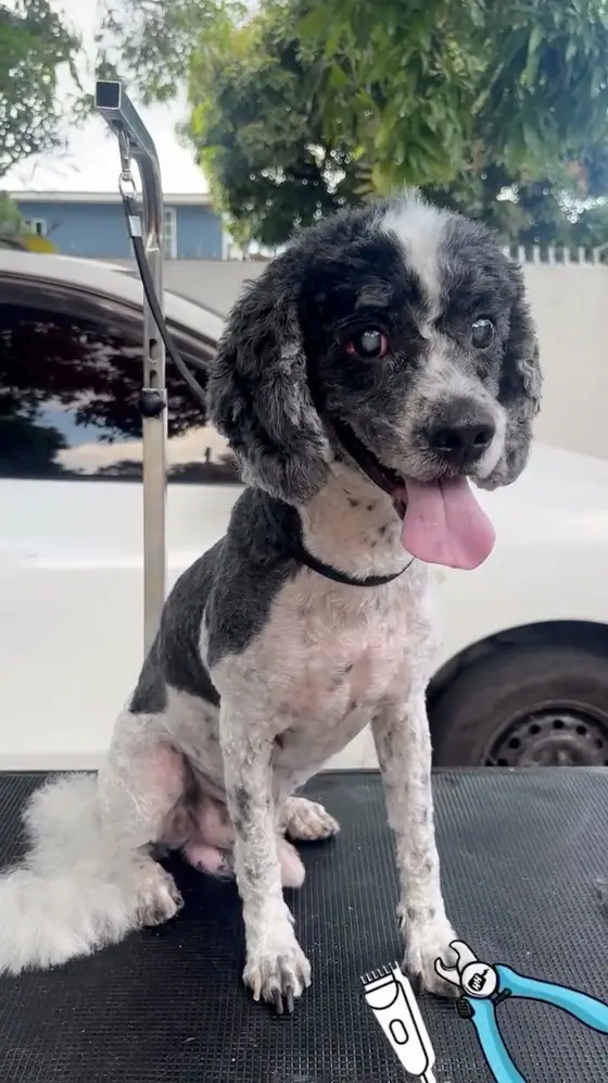 Chance, a black-and-white dog who cannot see, sitting calmly on the grooming table with his tongue out