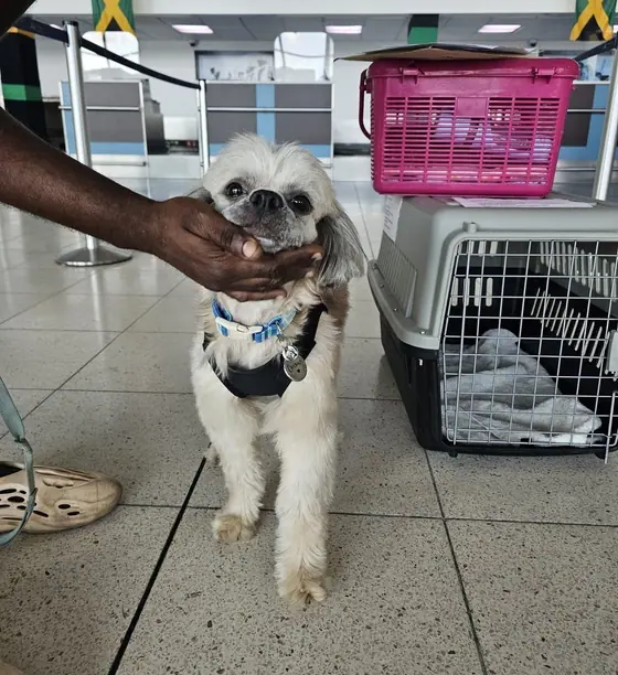 A small white shih tzu in a harness standing beside a pet travel crate