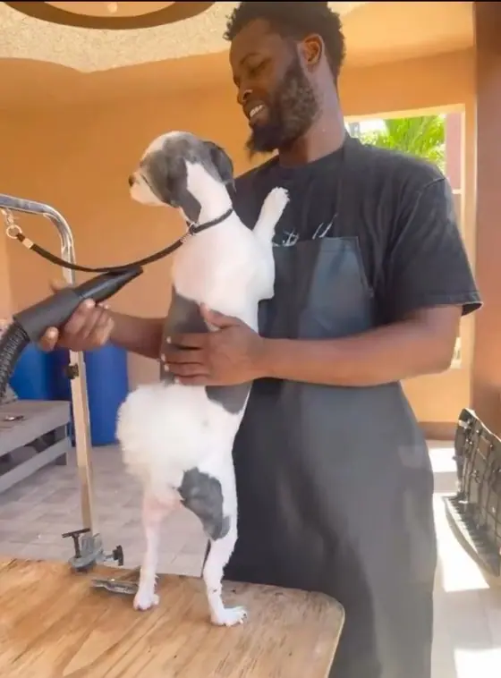 The groomer smiling as he holds the dog steady on the table during the blow-dry