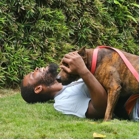 A Canine Clips handler lying on the grass laughing while a brindle dog in a red harness leans over him