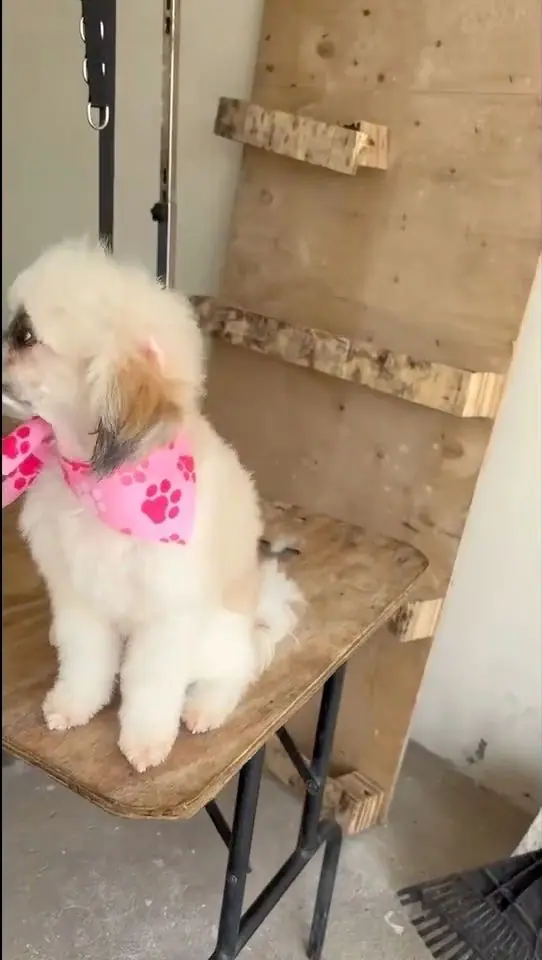 A fluffy cream dog in a pink paw-print bandana sitting on the grooming table after a groom