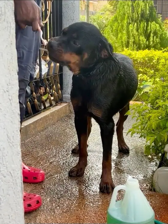 A big wet Rottweiler standing in a garden during his bath