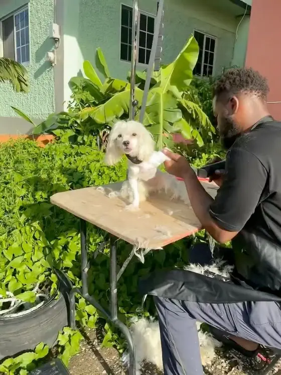 A small white dog standing on a folding grooming table in a green yard while the groomer works beside it
