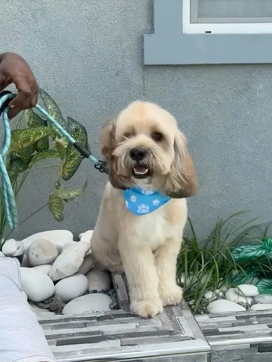 A cream doodle with a fresh teddy-bear cut and a light-blue bandana sitting on a stone planter