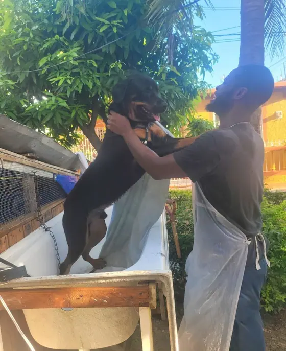 A big black dog standing up in an outdoor bath tub while the groomer, in an apron, holds him