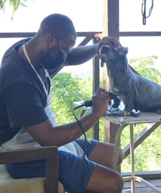 The groomer clipping a grey schnauzer on a grooming table by an open window