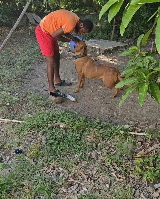 A brown dog on a lead standing with its handler under the trees in a yard